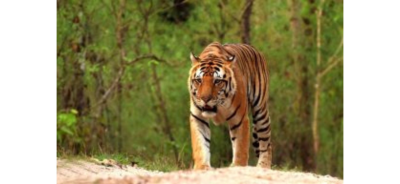 14 tigers from Madhya Pradesh will be moved to Odisha, Gujarat, and Chhattisgarh.