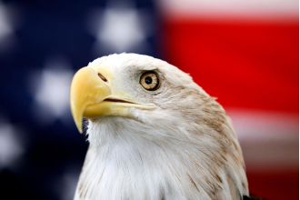 President Biden makes bald eagle official US national bird with new bill.