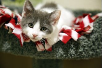 Free adoption to help pets find homes after fire at animal shelter.