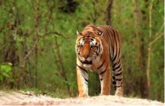 14 tigers from Madhya Pradesh will be moved to Odisha, Gujarat, and Chhattisgarh.