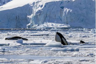I tracked orcas in Antarctica and discovered they're not the bad guys you assume.