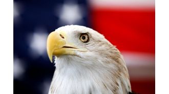 President Biden makes bald eagle official US national bird with new bill.