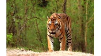 14 tigers from Madhya Pradesh will be moved to Odisha, Gujarat, and Chhattisgarh.