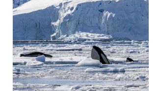 I tracked orcas in Antarctica and discovered they're not the bad guys you assume.