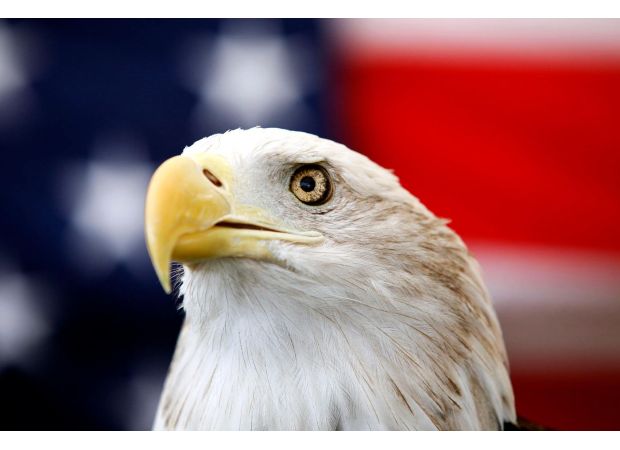 President Biden makes bald eagle official US national bird with new bill.