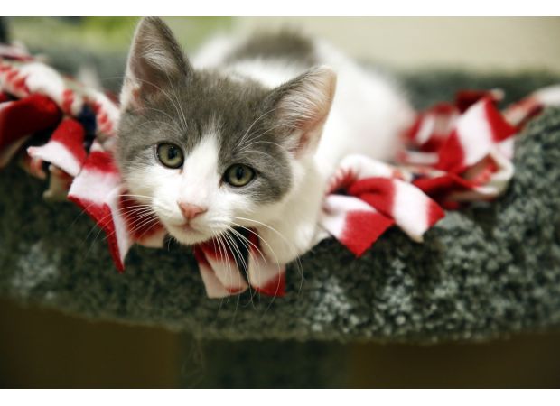 Free adoption to help pets find homes after fire at animal shelter.