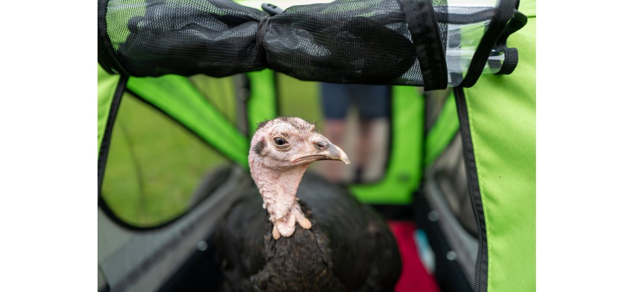 A turkey joins its owner for a 5km Parkrun.
