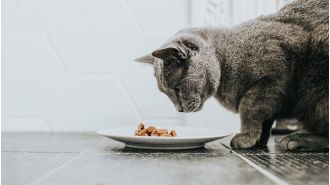 Pet food recalled due to bird flu contamination, which killed a house cat that consumed it.
