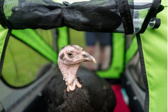 A turkey joins its owner for a 5km Parkrun.