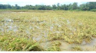 Two farmers in Odisha lose their lives due to the pain of crop loss.