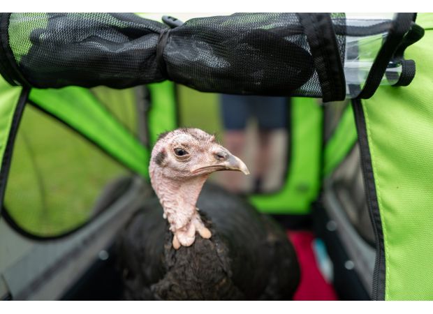 A turkey joins its owner for a 5km Parkrun.