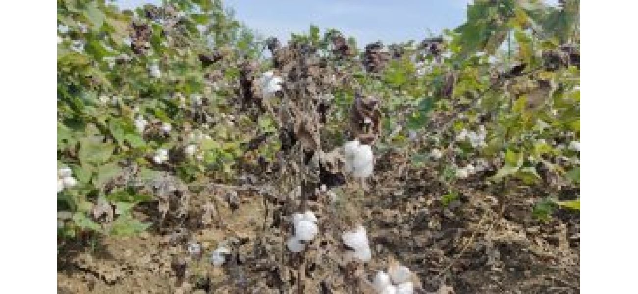 Poor cotton purchase in markets due to rain hindering the process.