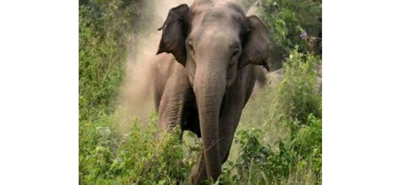 A 55-year-old woman was killed by an elephant in Sambalpur.