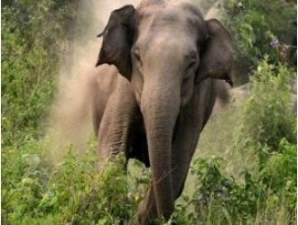 A 55-year-old woman was killed by an elephant in Sambalpur.