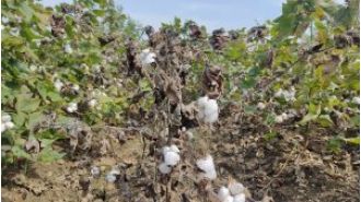 Poor cotton purchase in markets due to rain hindering the process.