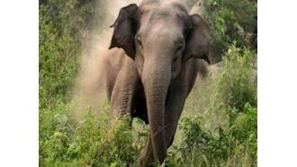 A 55-year-old woman was killed by an elephant in Sambalpur.