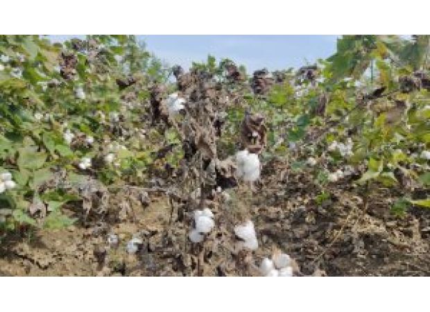 Poor cotton purchase in markets due to rain hindering the process.