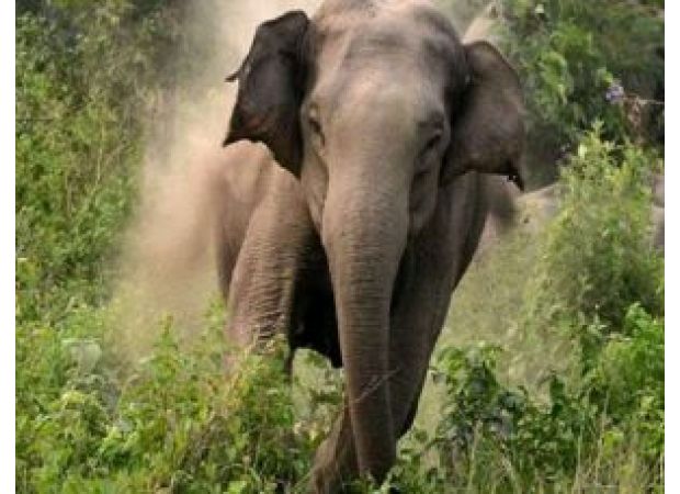 A 55-year-old woman was killed by an elephant in Sambalpur.