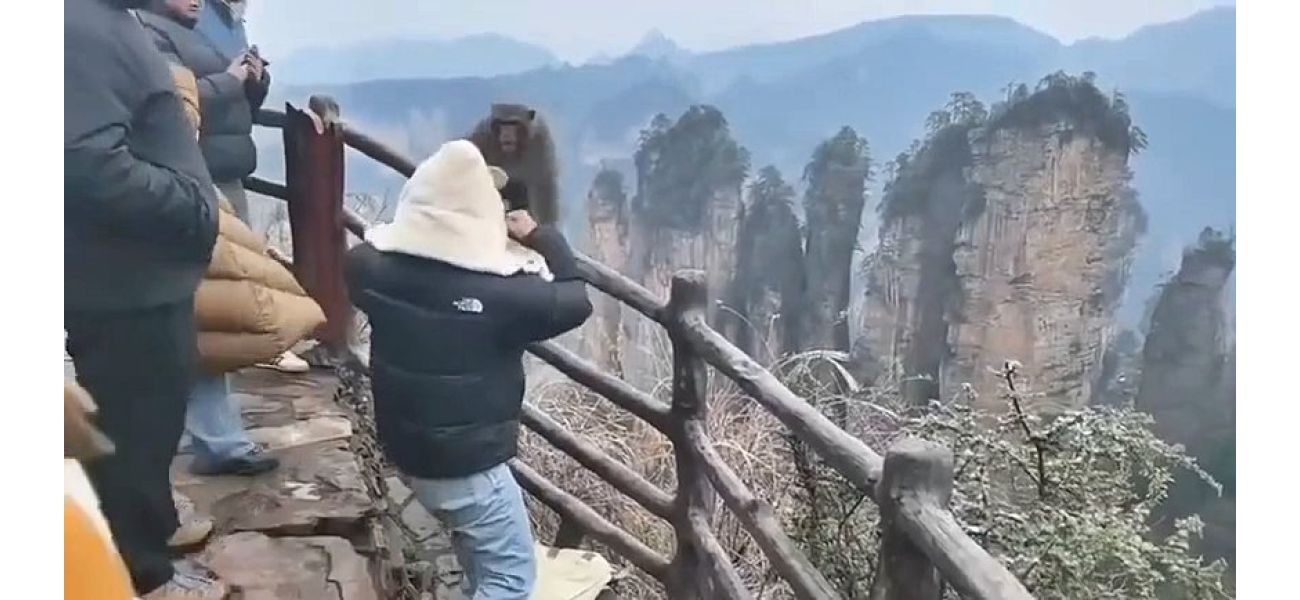 An aggressive tourist punches a mean monkey.