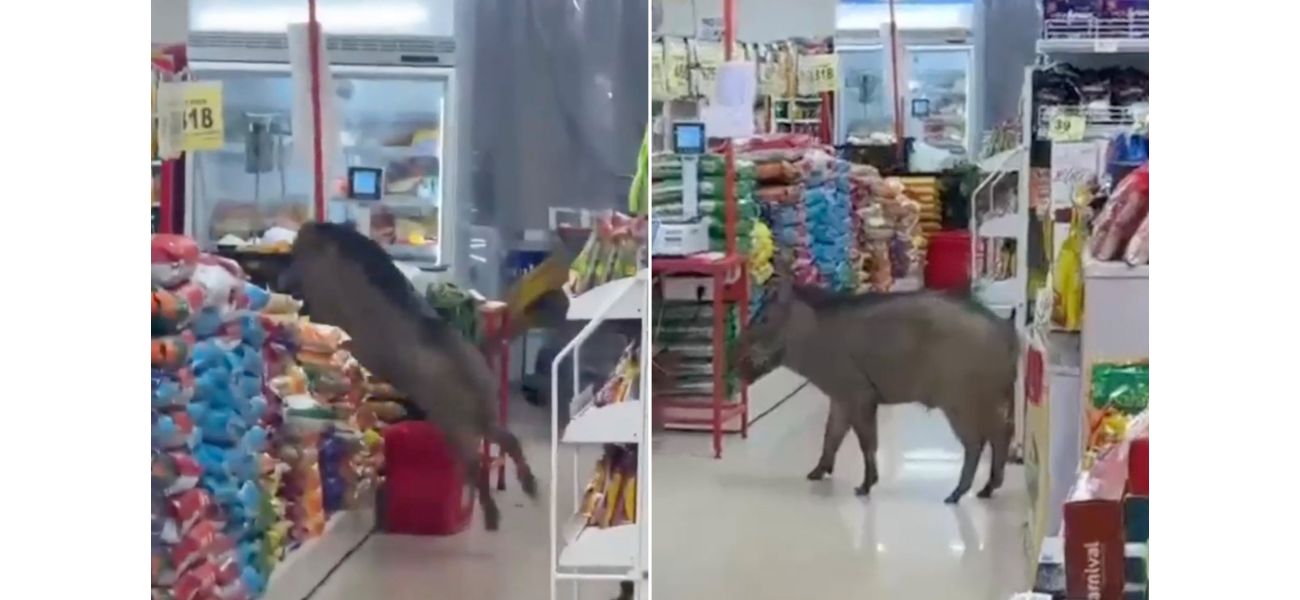A wild pig causes chaos in a store after entering unnoticed.