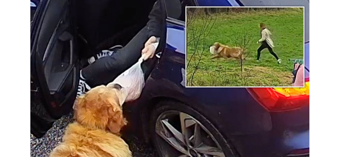 A golden retriever spoiled a family's holiday by stealing the entire turkey and running away.