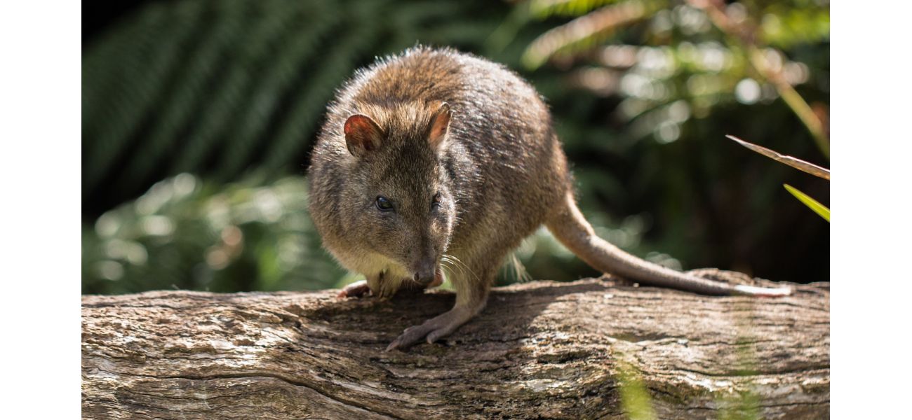 Australians need to be warned as a beloved native animal may soon disappear forever.