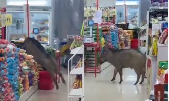A wild pig causes chaos in a store after entering unnoticed.