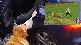 A golden retriever spoiled a family's holiday by stealing the entire turkey and running away.