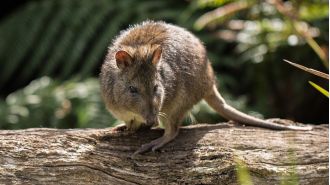Australians need to be warned as a beloved native animal may soon disappear forever.