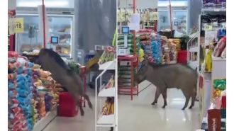 A wild pig causes chaos in a store after entering unnoticed.