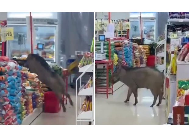 A wild pig causes chaos in a store after entering unnoticed.
