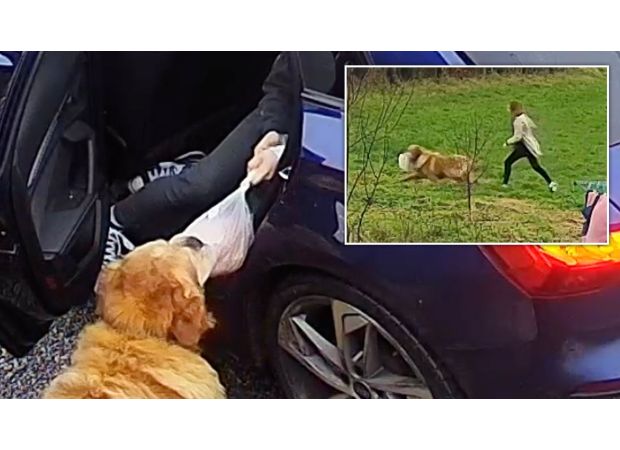 A golden retriever spoiled a family's holiday by stealing the entire turkey and running away.