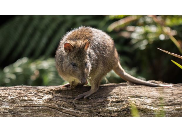 Australians need to be warned as a beloved native animal may soon disappear forever.