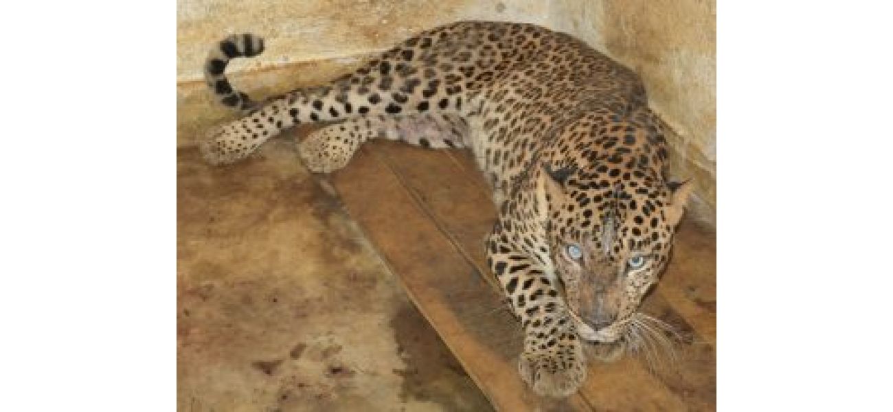Public can now visit the newly opened leopard enclosure at Indira Gandhi Park Zoo.