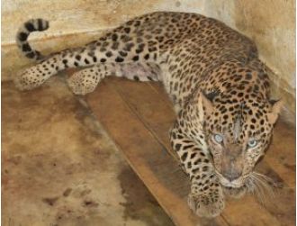 Public can now visit the newly opened leopard enclosure at Indira Gandhi Park Zoo.