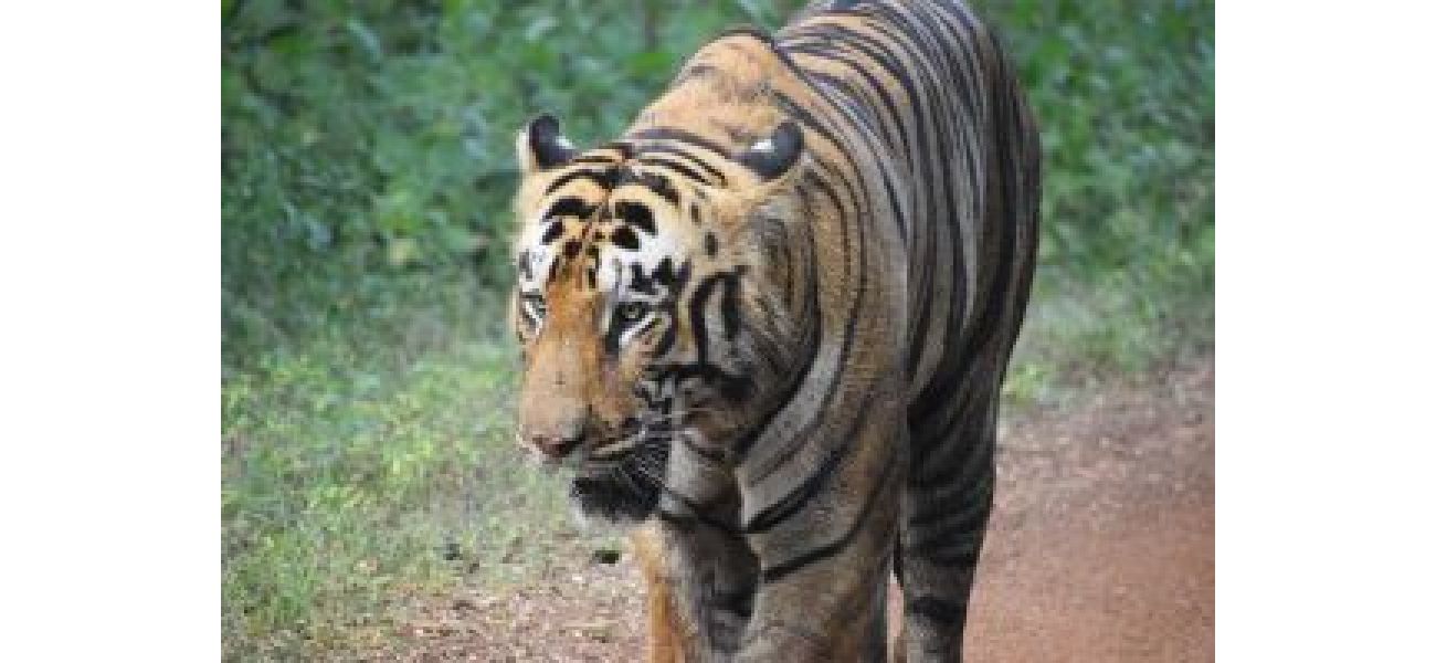 Tigress Zeenat arrives in Bankura after a 120km journey, keeping forest guards alert.