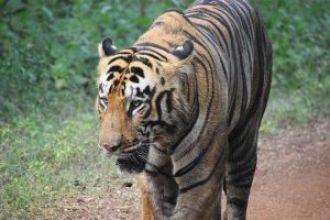 Tigress Zeenat arrives in Bankura after a 120km journey, keeping forest guards alert.
