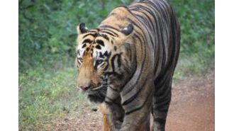 Tigress Zeenat arrives in Bankura after a 120km journey, keeping forest guards alert.