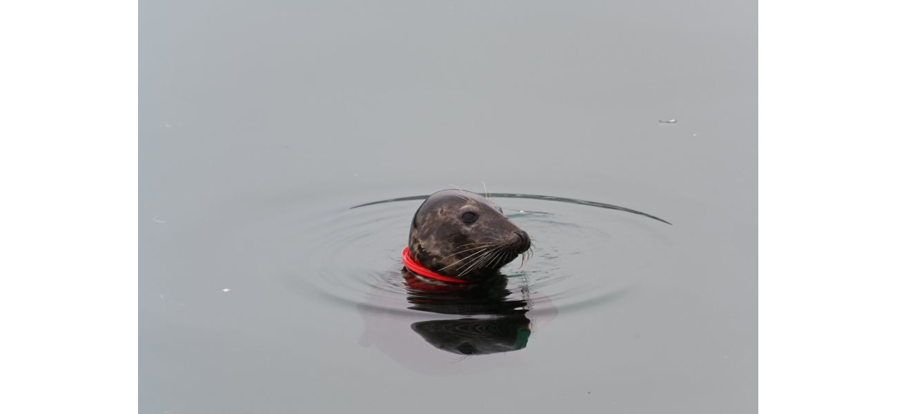 Urgent mission to rescue seal trapped by plastic ring, suffocating slowly.