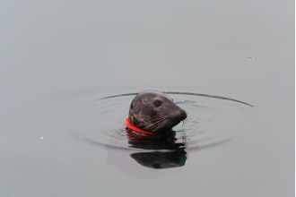 Urgent mission to rescue seal trapped by plastic ring, suffocating slowly.