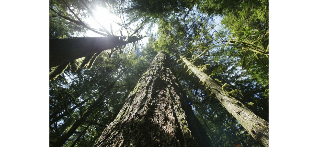 Two men from Oregon perish due to being exposed to the elements while searching for Sasquatch in the forest.