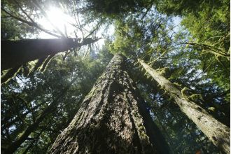 Two men from Oregon perish due to being exposed to the elements while searching for Sasquatch in the forest.