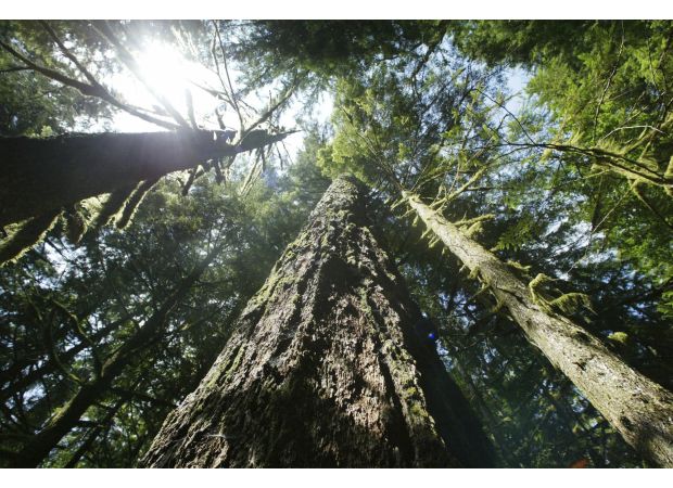 Two men from Oregon perish due to being exposed to the elements while searching for Sasquatch in the forest.