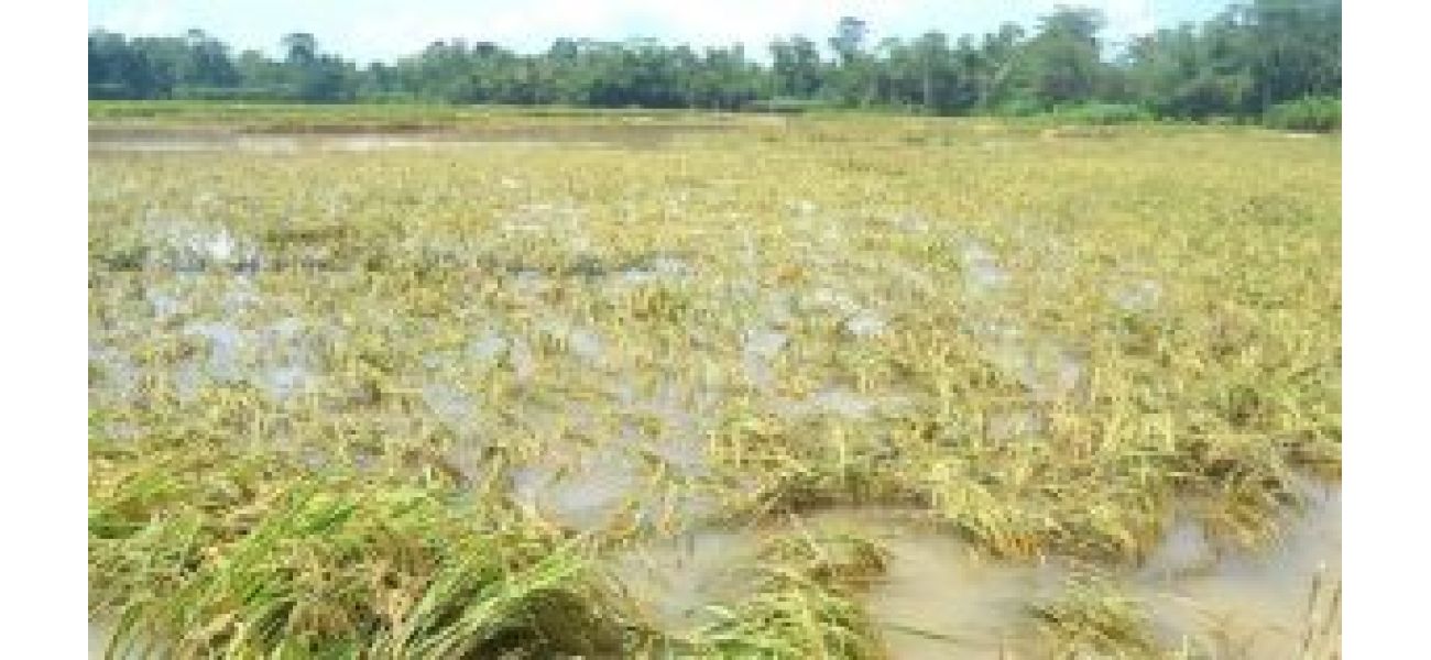 The Odisha government has given farmers more time to report crop damage caused by unexpected rainfall.