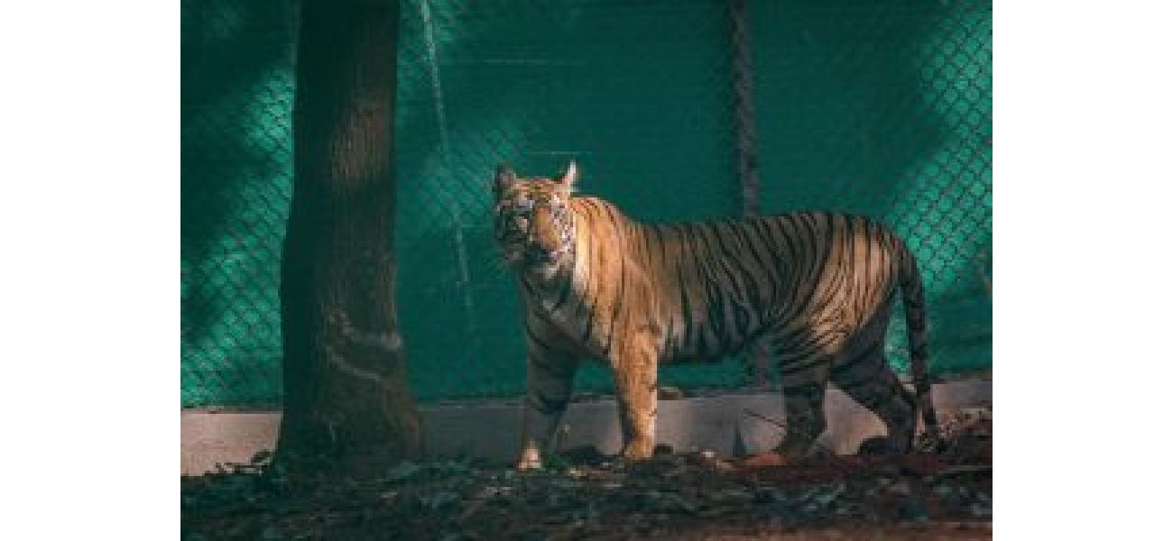 Tigress Zeenat, captured in Bankura, has been transferred to a vet hospital in Kolkata and is reported to be in good condition.