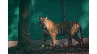 Tigress Zeenat, captured in Bankura, has been transferred to a vet hospital in Kolkata and is reported to be in good condition.