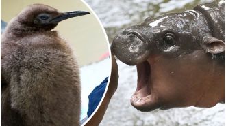 Can animals like Moo Deng and Pesto spark conservation action?