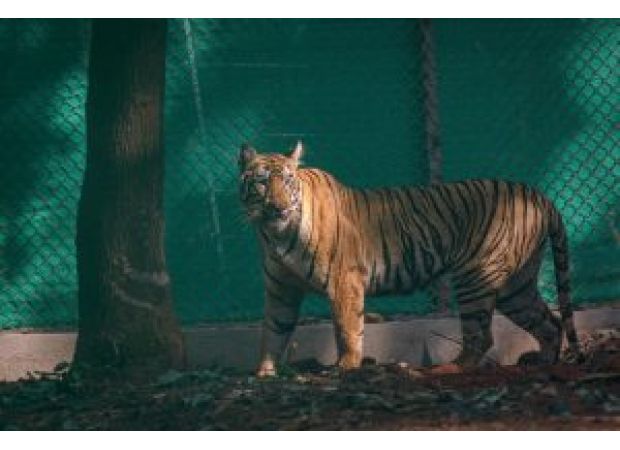 Tigress Zeenat, captured in Bankura, has been transferred to a vet hospital in Kolkata and is reported to be in good condition.