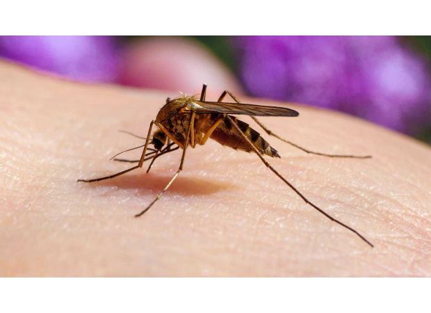 Initial case of Japanese encephalitis found in Victoria this summer.