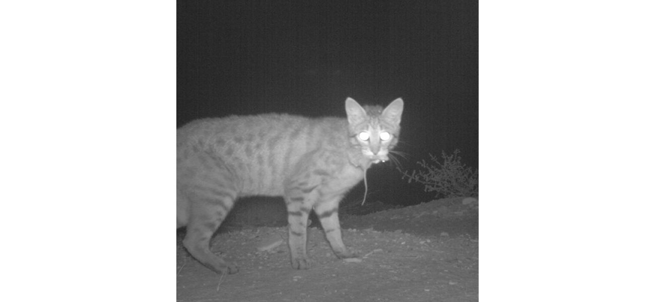 In one day, this lethal hunter will claim the lives of 5 million indigenous creatures.